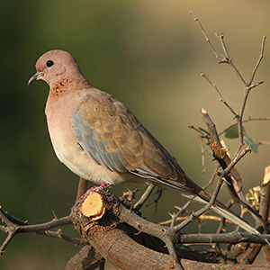 Laughing Dove